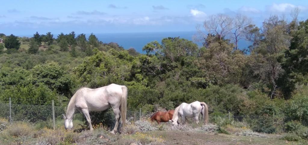 Luxe tent Trees&seas - Glamping With Farm Animals Wilderness