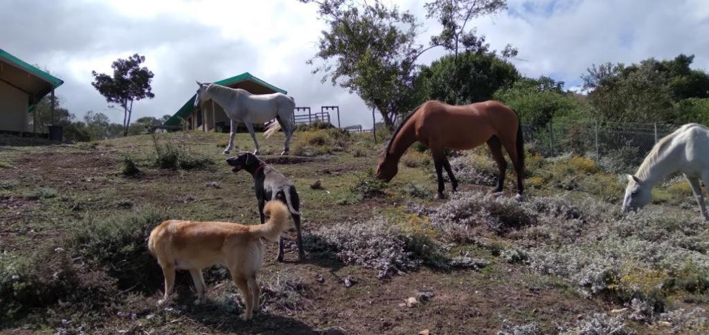 Luxe tent Trees&seas - Glamping With Farm Animals *