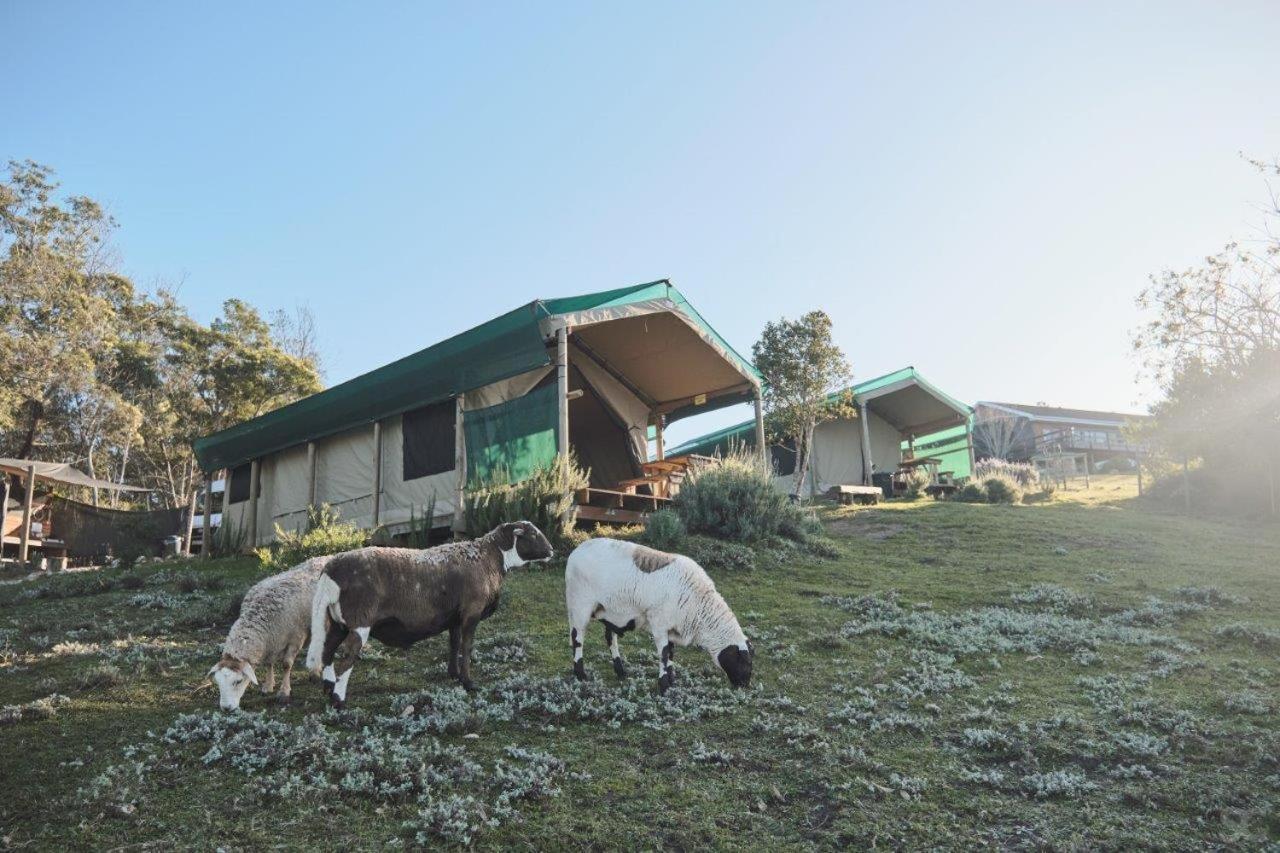Trees&seas - Glamping With Farm Animals * Wilderness