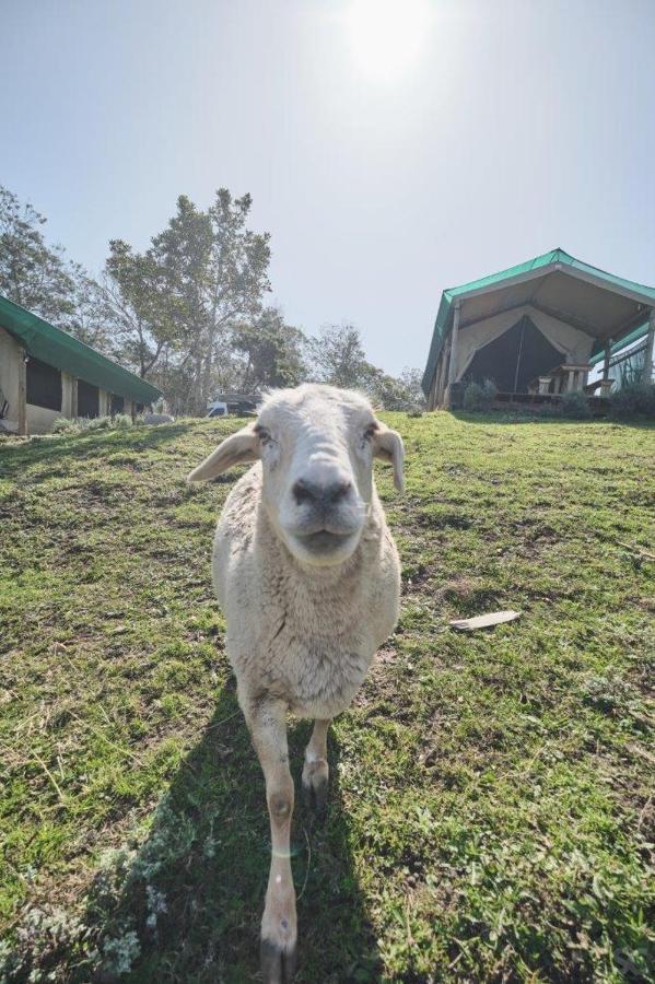 Trees&seas - Glamping With Farm Animals